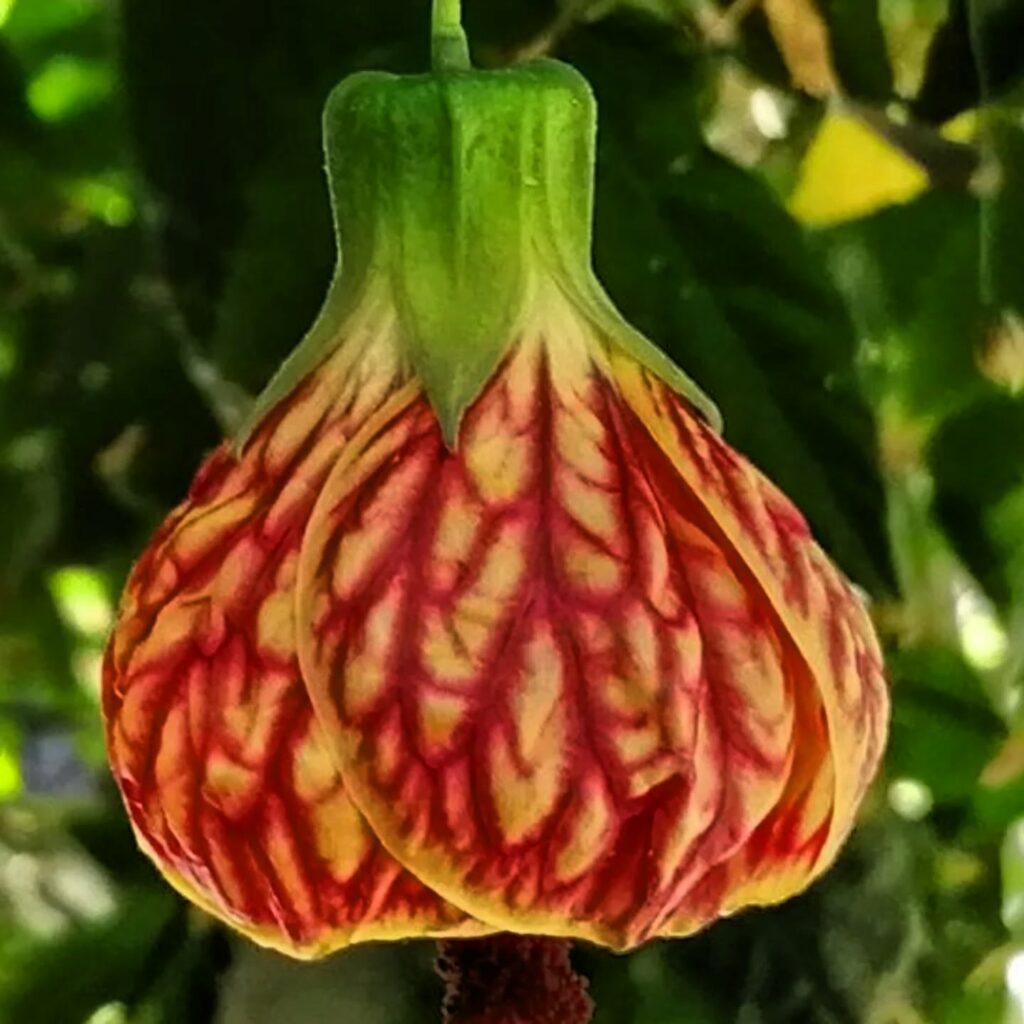 Одеський ботсад готується до сезону екскурсій: в оранжереях масово квітнуть рослини Одесский ботсад готовится к сезону экскурсий: в оранжереях массово цветут растения