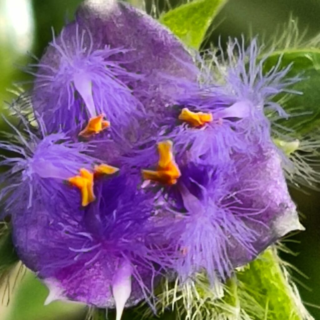 Одеський ботсад готується до сезону екскурсій: в оранжереях масово квітнуть рослини Одесский ботсад готовится к сезону экскурсий: в оранжереях массово цветут растения