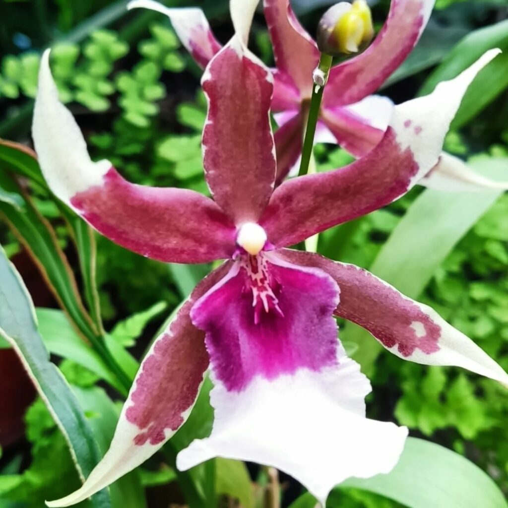 Одеський ботсад готується до сезону екскурсій: в оранжереях масово квітнуть рослини Одесский ботсад готовится к сезону экскурсий: в оранжереях массово цветут растения