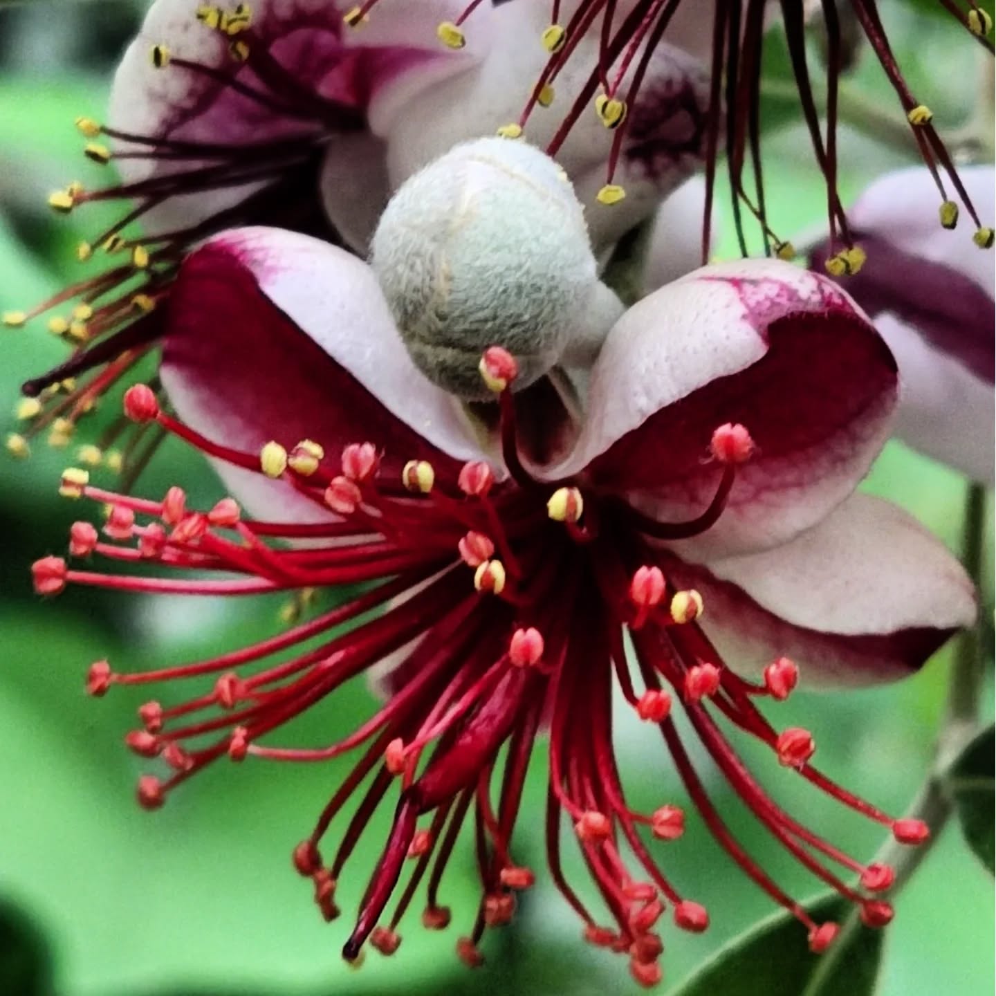 Одесский ботсад готовится к сезону экскурсий: в оранжереях массово цветут растения Одесский ботсад готовится к сезону экскурсий: в оранжереях массово цветут растения