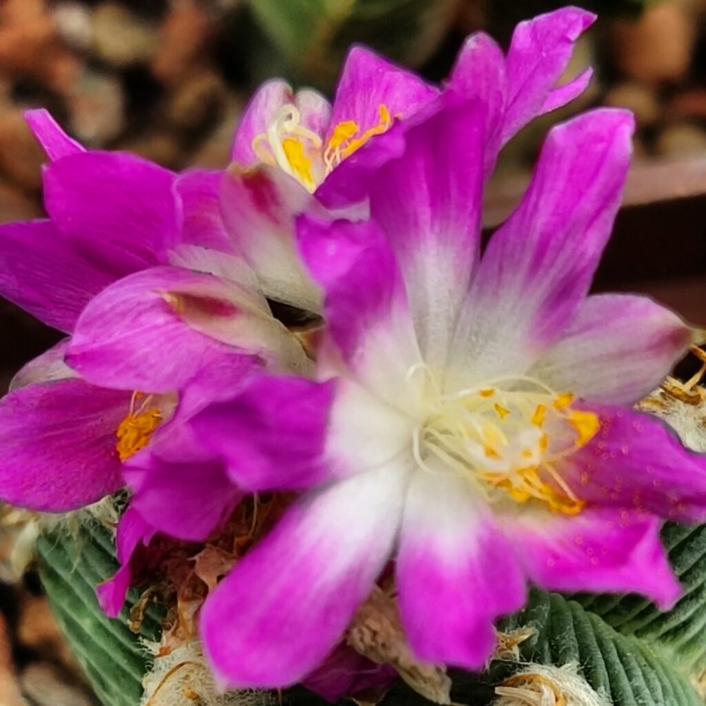 Одеський ботсад готується до сезону екскурсій: в оранжереях масово квітнуть рослини Одесский ботсад готовится к сезону экскурсий: в оранжереях массово цветут растения