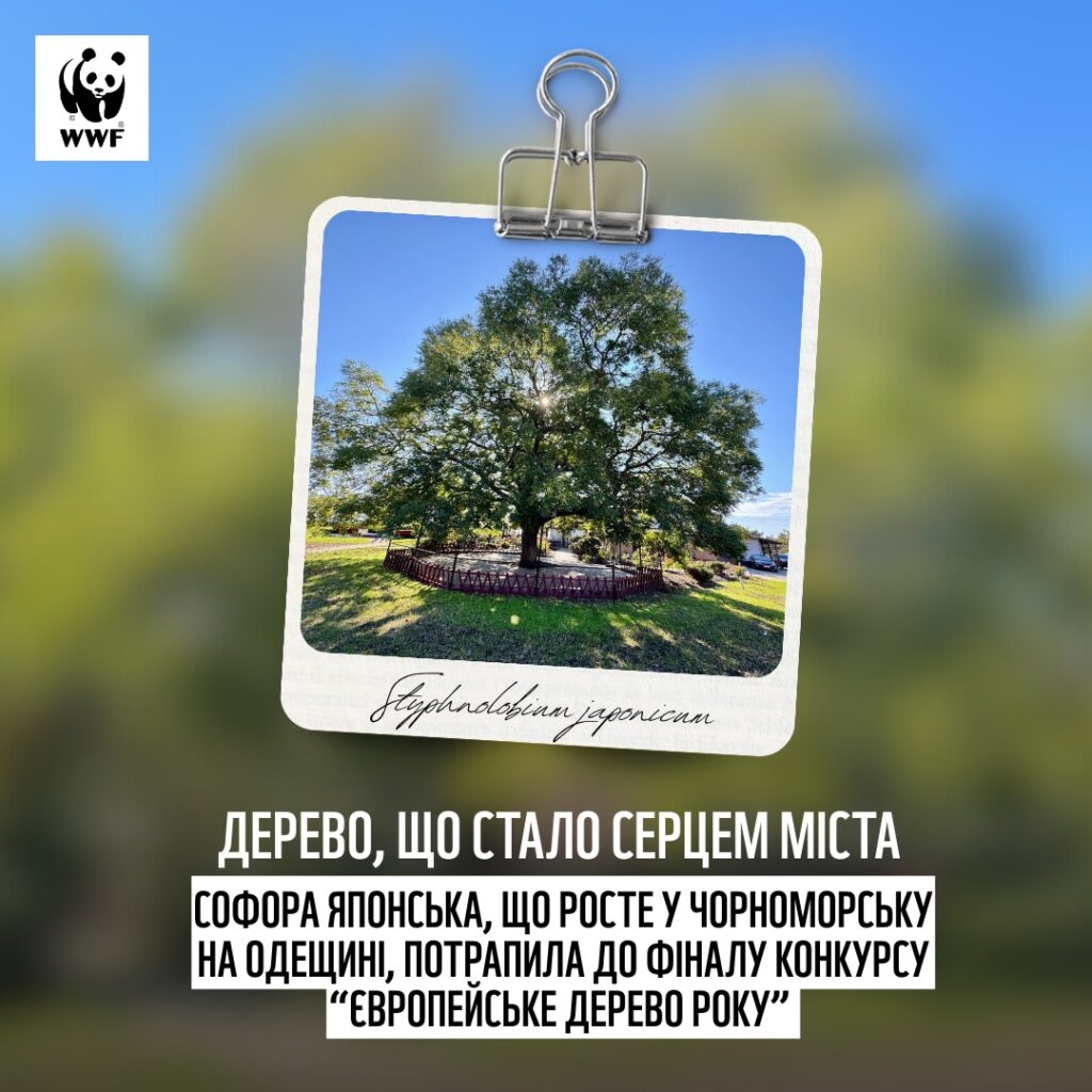 Старше самого города: японская софора из Одесской области прошла в финал престижного конкурса