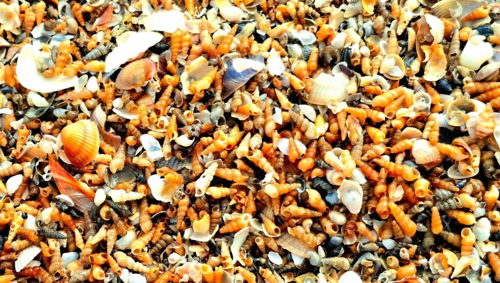 Узбережжя Одещини вкрив живий килим із сотень тисяч молюсків