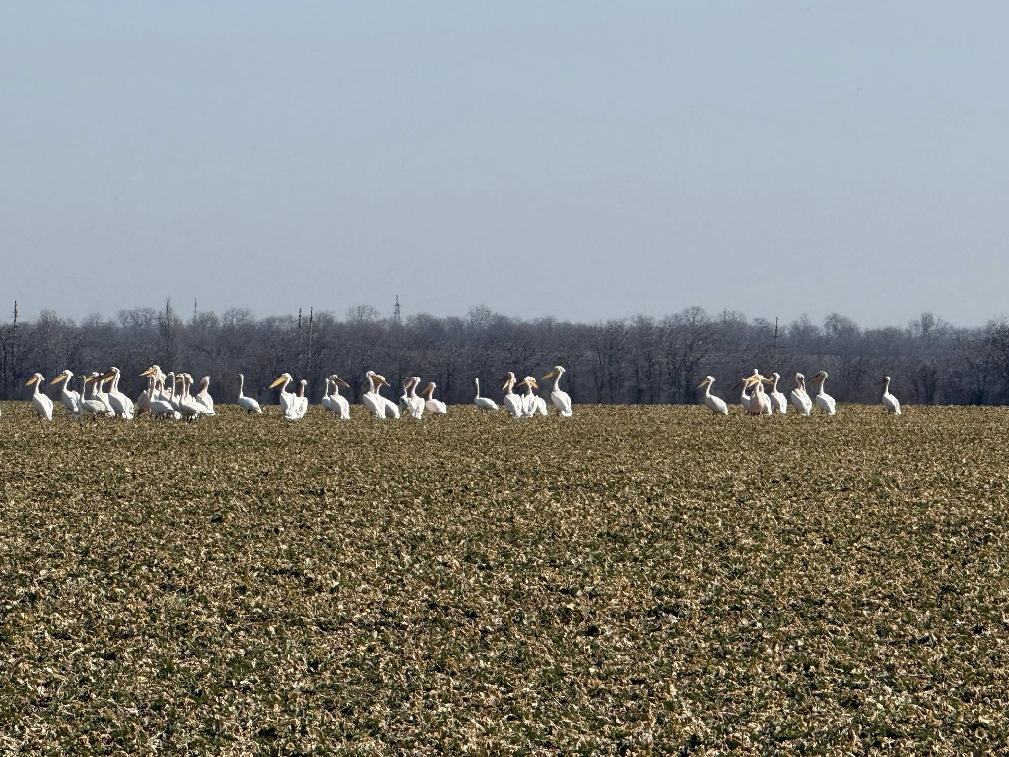 Веломандрівка мальовничою Одещиною: пелікани, лебеді та рідкісні квіти