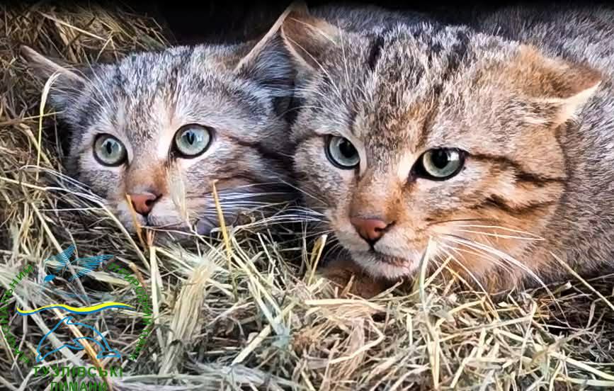 П’ятеро лісових котів оселилися в Нацпарку на Одещині