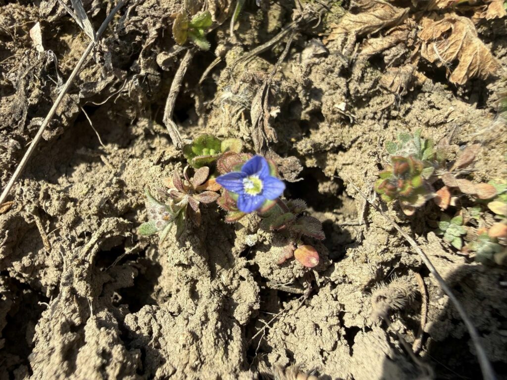 Веломандрівка мальовничою Одещиною: пелікани, лебеді та рідкісні квіти