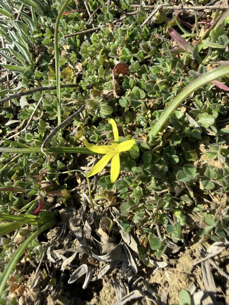 Веломандрівка мальовничою Одещиною: пелікани, лебеді та рідкісні квіти