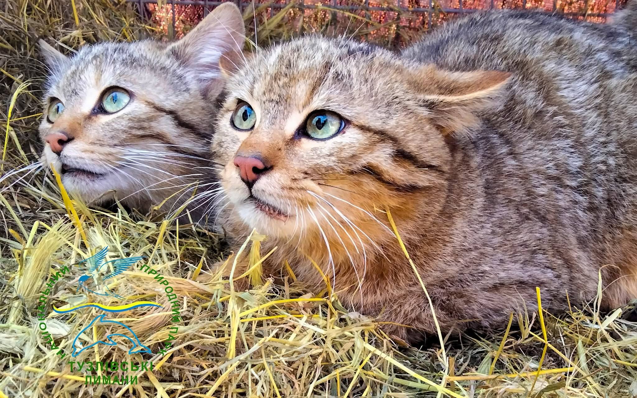 П’ятеро лісових котів оселилися в Нацпарку на Одещині