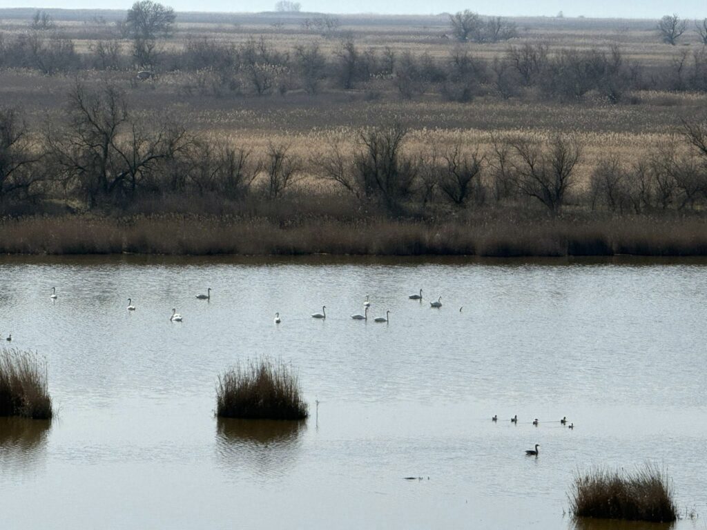 Веломандрівка мальовничою Одещиною: пелікани, лебеді та рідкісні квіти