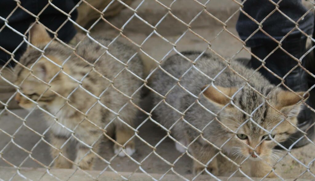 П’ятеро лісових котів оселилися в Нацпарку на Одещині