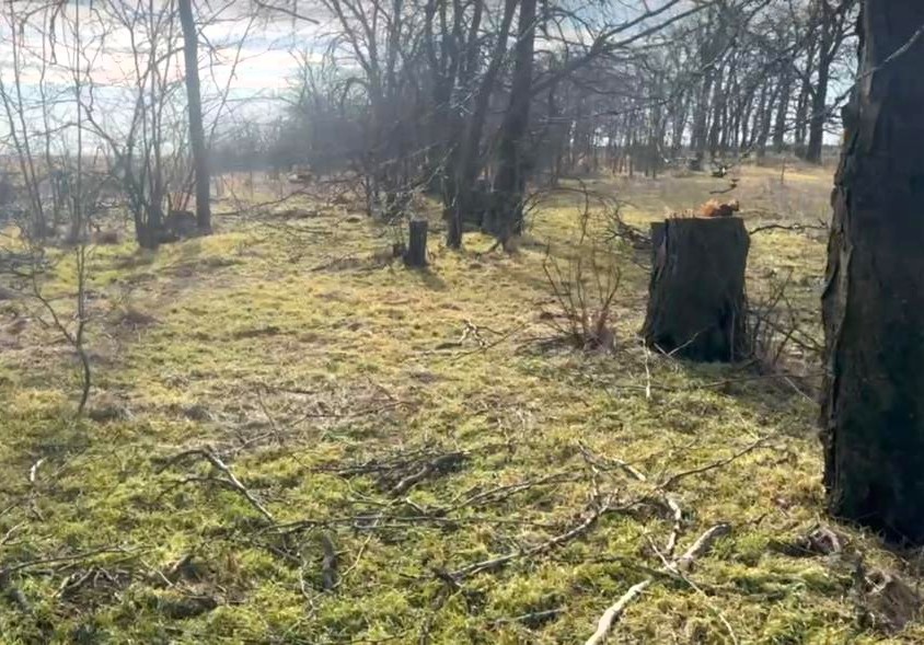 В Одесской области выявили масштабную вырубку деревьев на 755 тысяч гривен В Одесской области выявили масштабную вырубку деревьев на 755 тысяч гривен