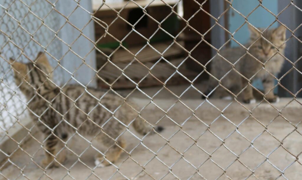 П’ятеро лісових котів оселилися в Нацпарку на Одещині