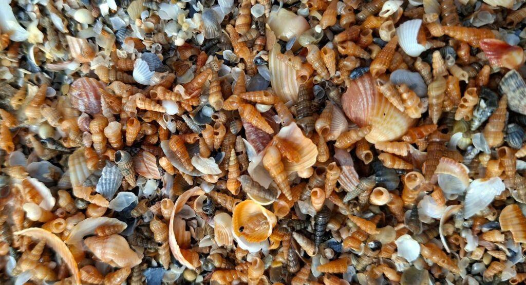 Узбережжя Одещини вкрив живий килим із сотень тисяч молюсків