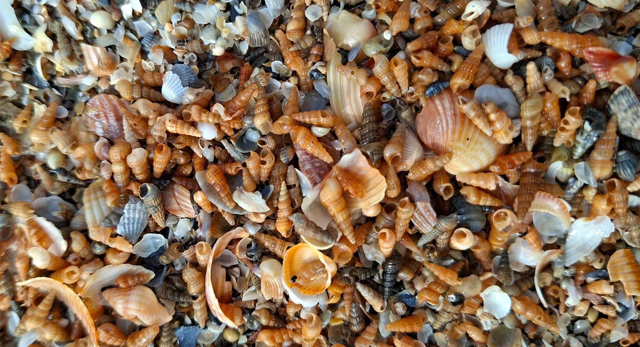 Побережье Одесской области покрыл живой ковер из сотен тысяч моллюсков