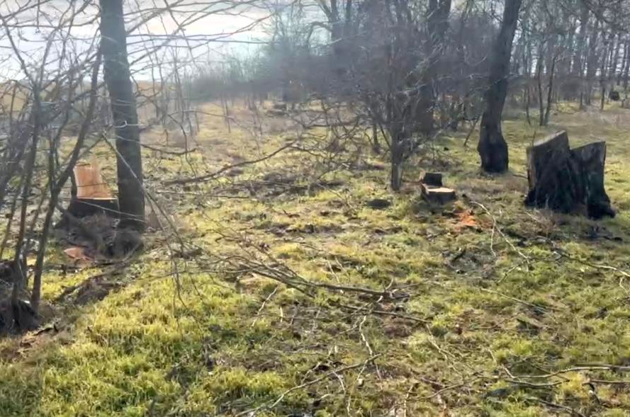 На Одещині виявили масштабну вирубку дерев на 755 тисяч гривень В Одесской области выявили масштабную вырубку деревьев на 755 тысяч гривен