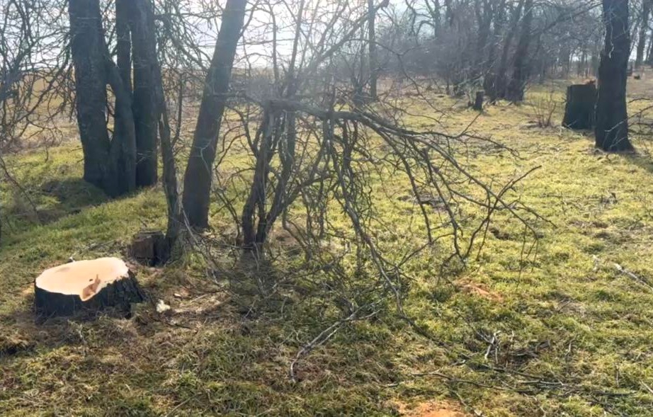 На Одещині виявили масштабну вирубку дерев на 755 тисяч гривень В Одесской области выявили масштабную вырубку деревьев на 755 тысяч гривен