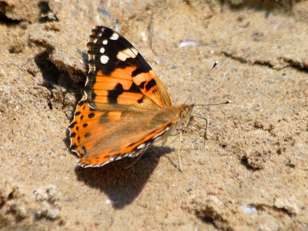 Удивительный мир бабочек Одесской области — от распространенных видов до уникальных экземпляров