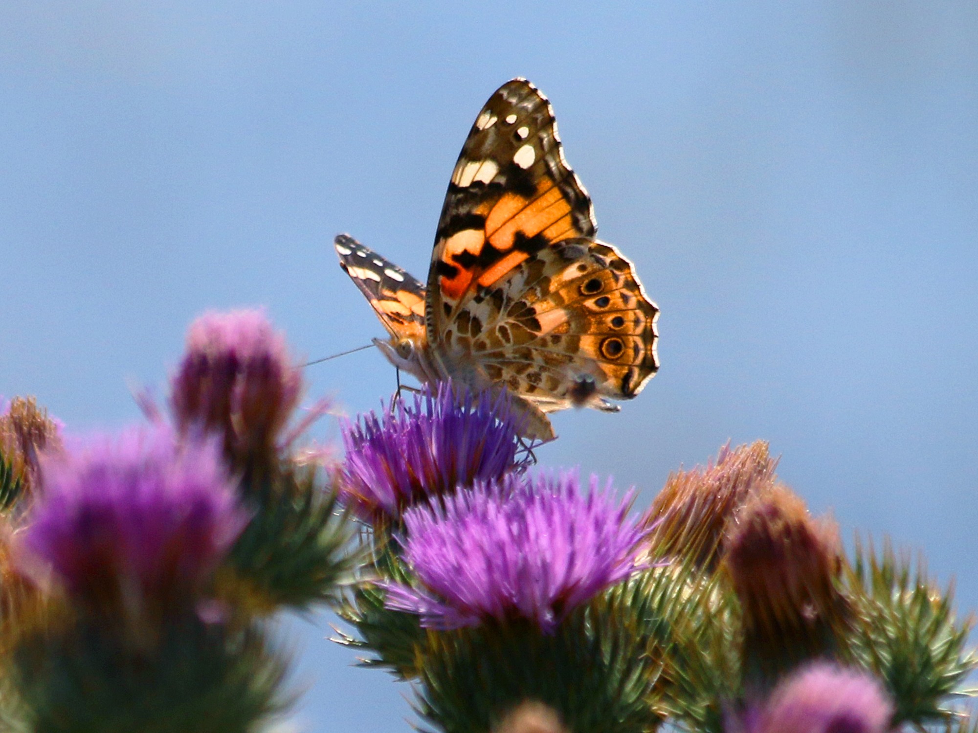 Удивительный мир бабочек Одесской области — от распространенных видов до уникальных экземпляров