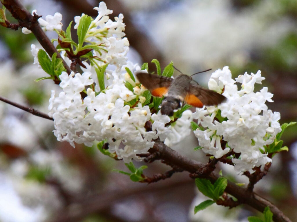 Удивительный мир бабочек Одесской области — от распространенных видов до уникальных экземпляров