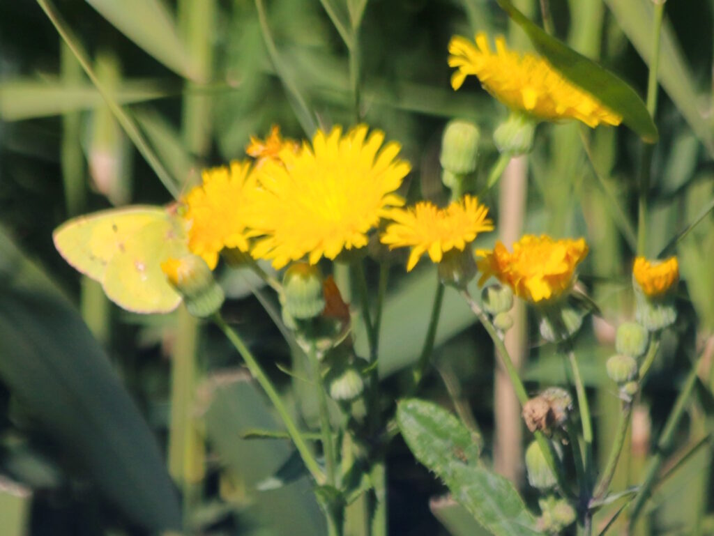 Удивительный мир бабочек Одесской области — от распространенных видов до уникальных экземпляров
