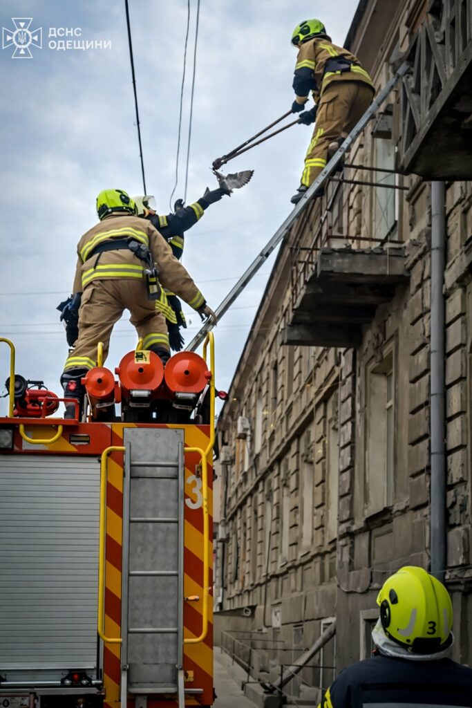 Одесские спасатели помогли голубю, запутавшемуся в проводах