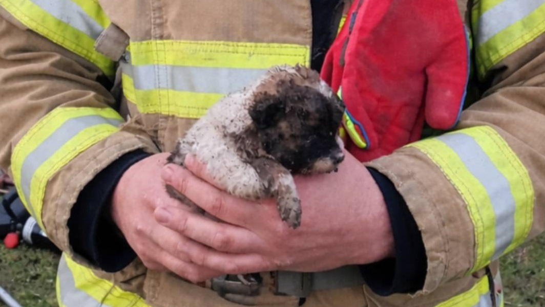 В Одесской области спасли маленького щенка из глубокой ямы (фото) В Одесской области спасли маленького щенка из глубокой ямы (фото)
