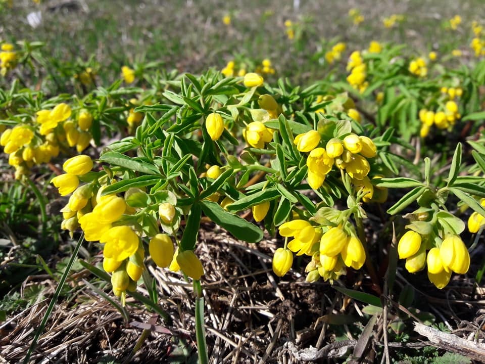 На заповідних територіях Одещини зафіксували першоцвіти