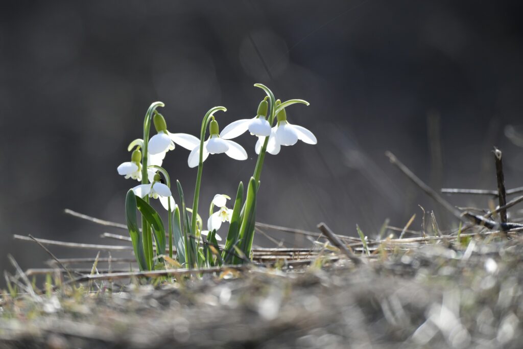 На заповідних територіях Одещини зафіксували першоцвіти