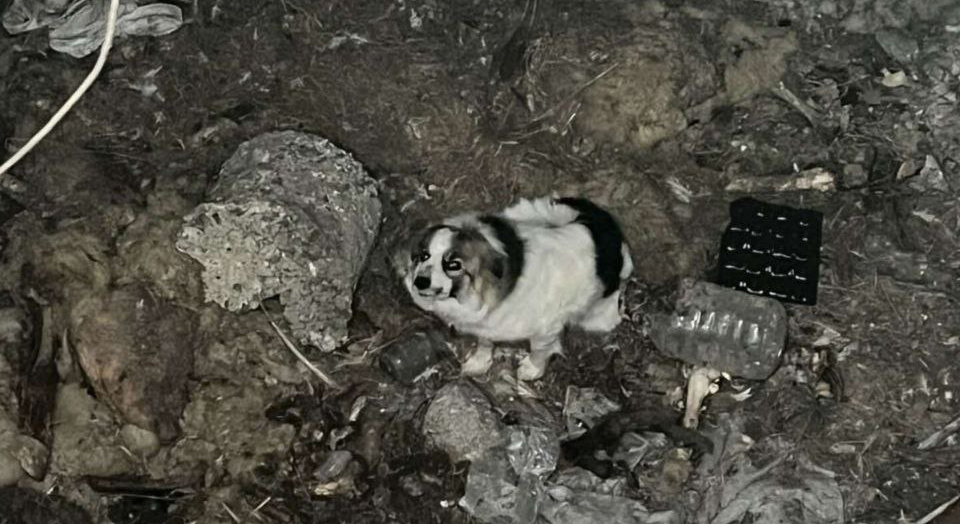 На Одещині рятувальники дістали собаку з п’ятиметрової ями