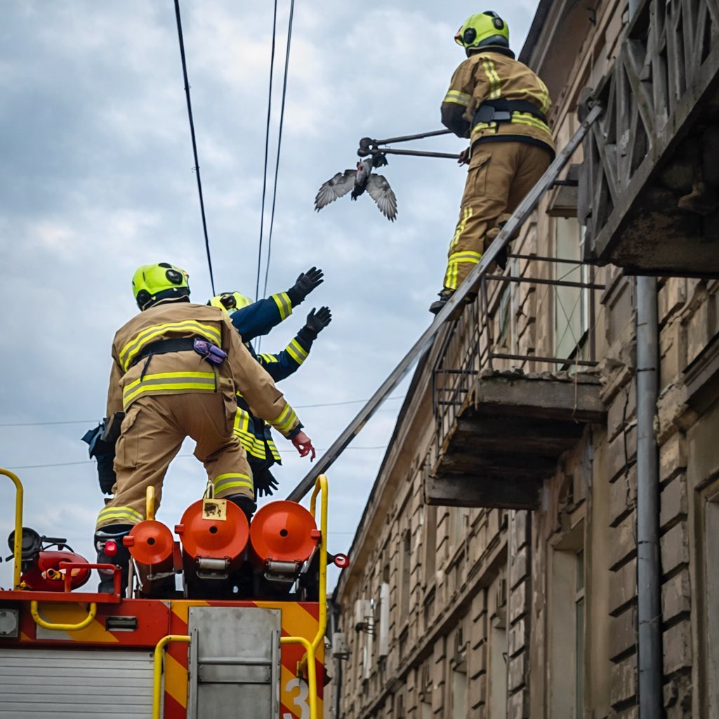 Одесские спасатели помогли голубю, запутавшемуся в проводах