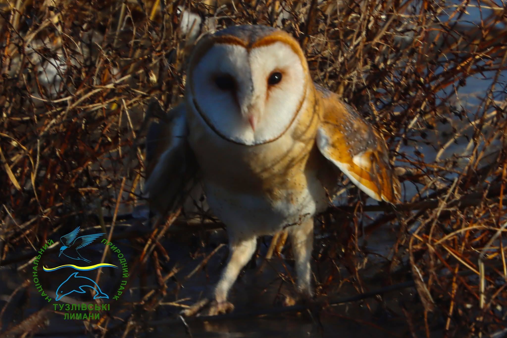 В Одесской области в дикую природу выпустили редкую сову-сипуху
