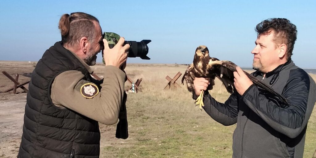 В Одесской области выпустили на волю спасенную самку болотного луня