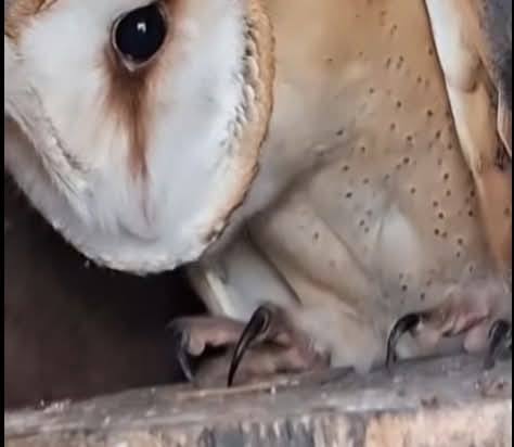 В Одесской области в дикую природу выпустили редкую сову-сипуху