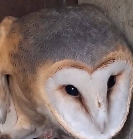 В Одесской области в дикую природу выпустили редкую сову-сипуху