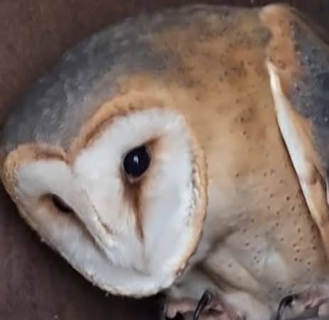 В Одесской области в дикую природу выпустили редкую сову-сипуху