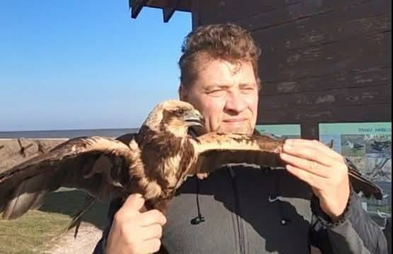 В Одесской области выпустили на волю спасенную самку болотного луня