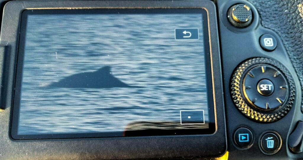 В Нацпарке в Одесской области появились первые дельфины