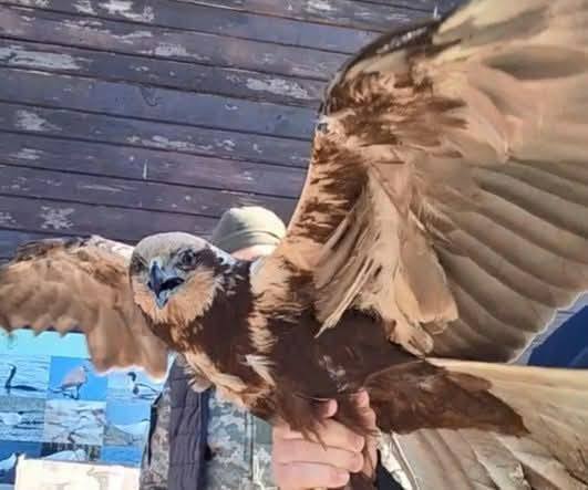 В Одесской области выпустили на волю спасенную самку болотного луня