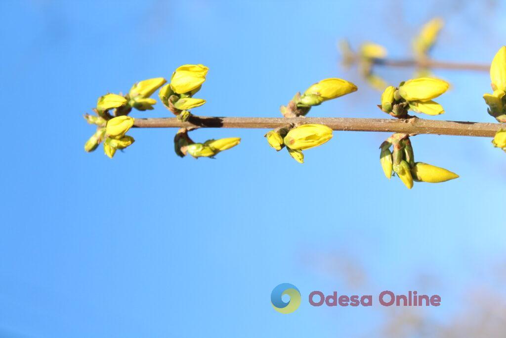 Весняний настрій крупним планом (фоторепортаж) Весеннее настроение крупным планом (фоторепортаж)