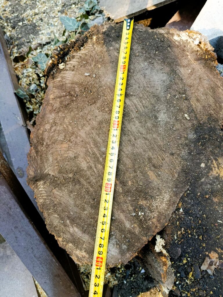 Знищив дерево — сплатив штраф: одеситу «виставили рахунок» за знищену шовковицю Знищив дерево — сплатив штраф: одеситу «виставили рахунок» за знищену шовковицю