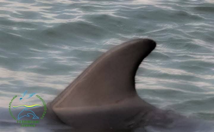 В Нацпарке в Одесской области появились первые дельфины