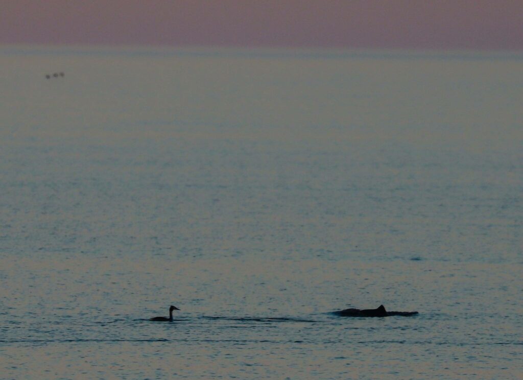 В Нацпарке в Одесской области появились первые дельфины