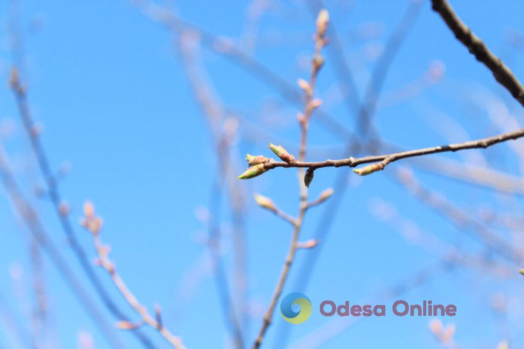 Весняний настрій крупним планом (фоторепортаж) Весеннее настроение крупным планом (фоторепортаж)