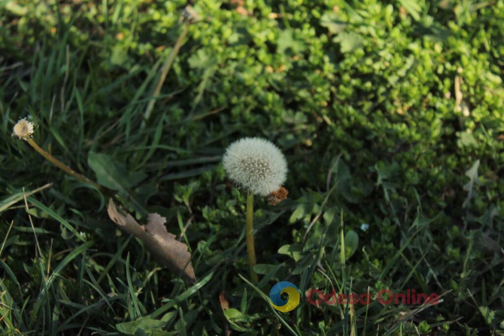 Весняний настрій крупним планом (фоторепортаж) Весеннее настроение крупным планом (фоторепортаж)