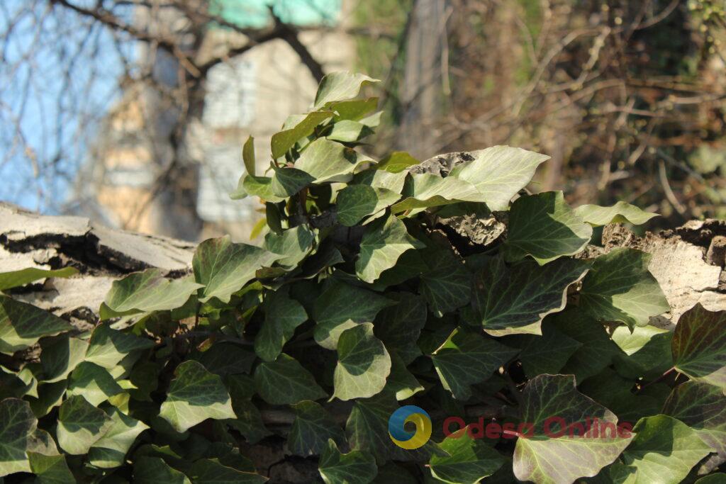 Весняний настрій крупним планом (фоторепортаж) Весеннее настроение крупным планом (фоторепортаж)