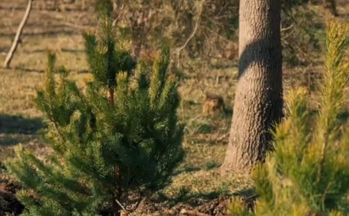 На Трассе здоровья в Одессе высадят 1000 сосен (обновлено) На Трассе здоровья в Одессе высадят 1000 сосен (обновлено)