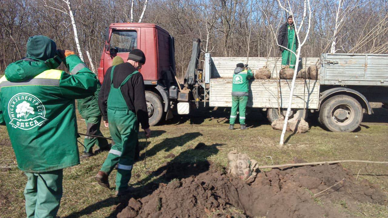 В Одессе озеленители высадили 87 молодых деревьев в двух зеленых зонах