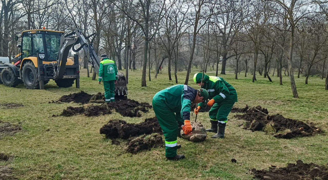В Одессе за неделю высадили 39 молодых деревьев В Одессе за неделю высадили 39 молодых деревьев
