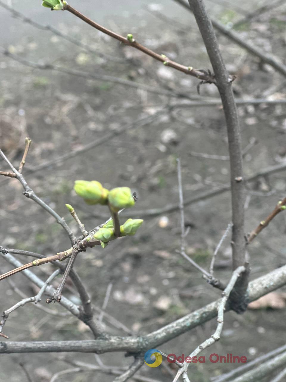 Фото тижня в Одесі: море, перші квіти та наслідки ворожої атаки