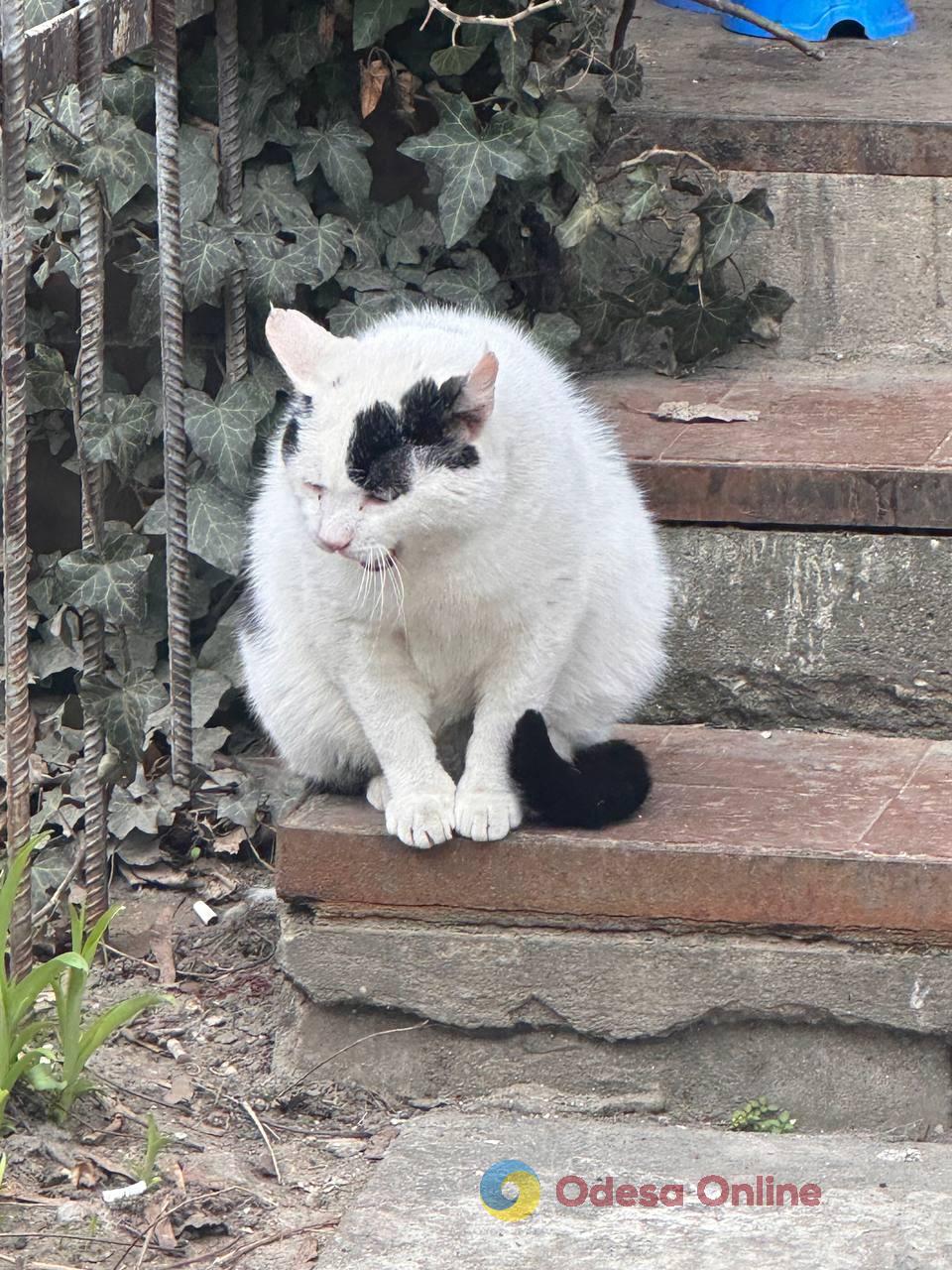 Фото тижня в Одесі: море, перші квіти та наслідки ворожої атаки